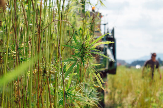 Combine harvester cutting industrial hemp flowers on the farm field. Agriculture, machinery, and industrial cannabis cultivation