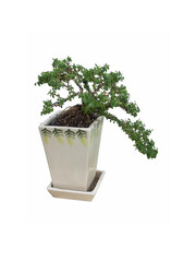 linh sam bonsai tree in white ceramic pot. on white background