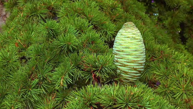 A cone of Lebanese cedar (Cedrus libani) on a background of green needles