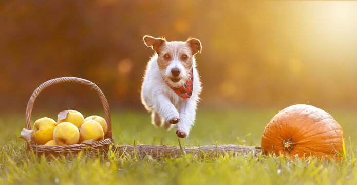 Funny happy pet dog jumping, running between quince apples and a pumpkin in autumn. Thanksgiving day or fall banner, background.