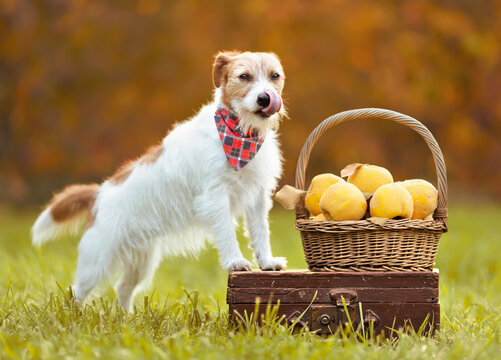 Happy pet dog licking mouth with thanksgiving autumn fall quince apple fruits. Healthy organic, natural dog feeding.