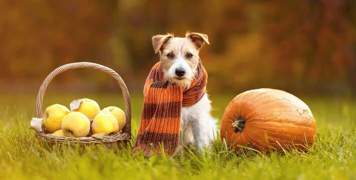 Cute happy healthy pet dog wearing scarf and sitting with thanksgiving, autumn, fall quince apples and pumpkin