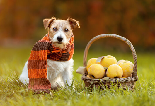 Cute happy healthy pet dog wearing scarf and sitting with thanksgiving, autumn, fall quince apple fruits