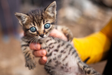 Blue-eyed Baby cat in hand. Front view of a kitten with a brown feather with a blurry background.