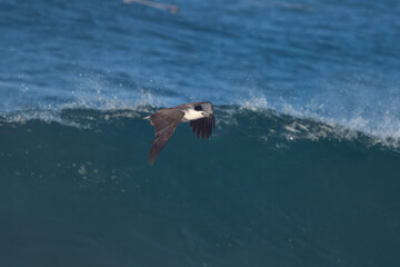 White-bellied sea eagle Haliaeetus leucogaster observed in East Java