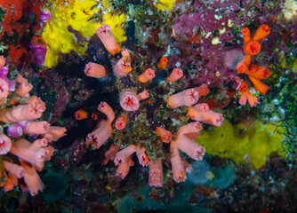 Fototapeta na wymiar Cup coral 