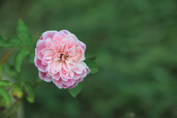 Obraz premium Garden with fresh pink roses, floral natural hipster vintage background