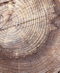 Naklejka premium Brown bark texture background. Natural tree texture.