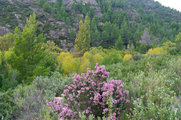 flowers in the mountains