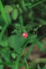 Tiny rose in selective focus in a garden