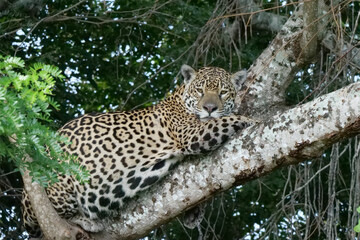 Fototapeta na wymiar A young jaguar - Panthera onca - lying in a tree. Location: Porto Jofre, Pantanal, Brazil