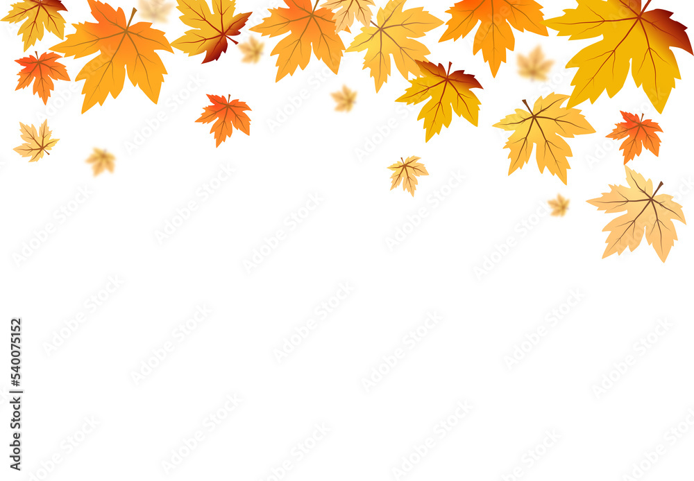 Wall mural autumn foliage png. on isolated transparent background. abstract wallpaper design with maple leaves,