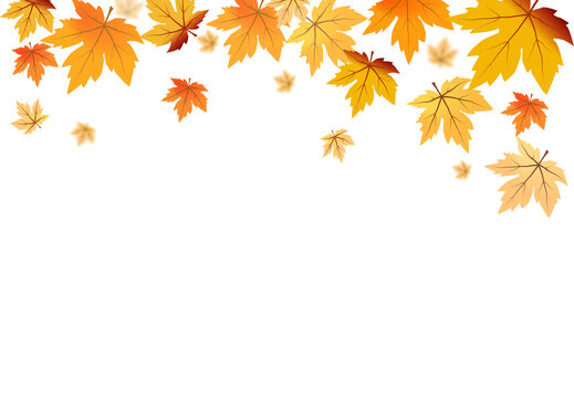 Fall Leaves Png Images – Browse 27,207 Stock Photos, Vectors, and Video |  Adobe Stock
