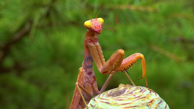 Predator preys on insects. The European mantis (Mantis religiosa) is a large insect in the family of the Mantidae