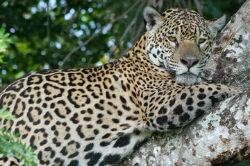 Fototapeta na wymiar Close up of a young jaguar - Panthera onca - lying in a tree. Location: Porto Jofre, Pantanal, Brazil