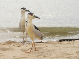 closeup zoom two birds crowned night heron looking right on the beach