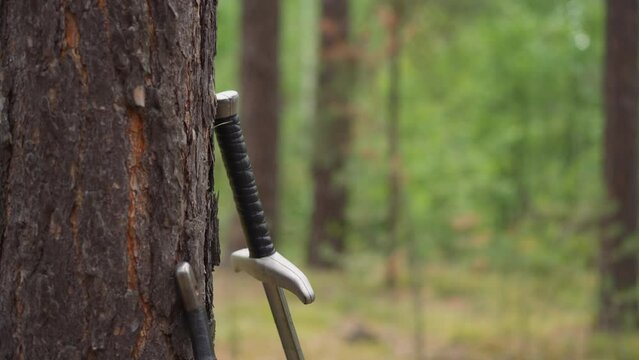 swords in forest by tree, medieval weapons