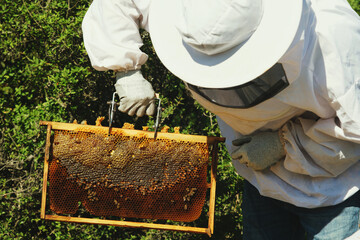 Beekeeper checking honeycomb frame and the bees.