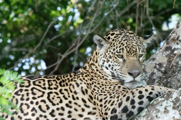 Fototapeta na wymiar Side profile of a young jaguar - Panthera onca - lying in a tree, looking down. Location: Porto Jofre, Pantanal, Brazil