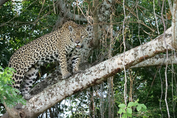 Side profile of a young jaguar - Panthera onca - standing on a the branch of a tree.  Location: Porto Jofre, Pantanal, Brazil