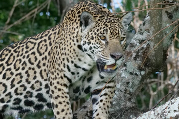 Close up of a young jaguar - Panthera onca - standing on a the branch of a tree.  Location: Porto Jofre, Pantanal, Brazil