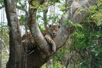 A young jaguar - Panthera onca - lying in the nook of a tree branch.  Location: Porto Jofre, Pantanal, Brazil