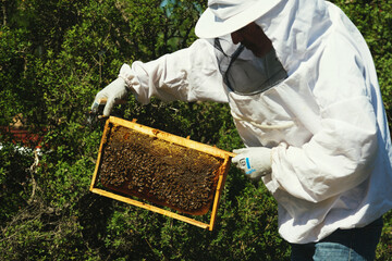 Beekeeper checking honeycomb frame and the bees.