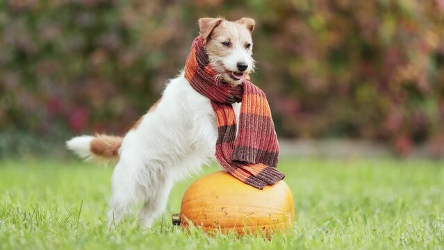Cute funny happy pet dog standing on a pumpkin and wearing warm scarf in autumn. Halloween, fall or happy thanksgiving.