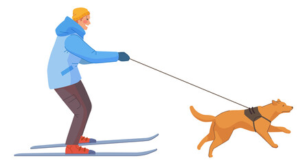 Man on skies pulling by dog. Winter walk fun