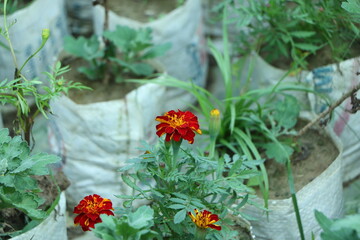 marigold flowers in the garden