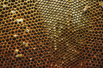 Close up shot of Honeycomb background texture with some bees and baby bees on it