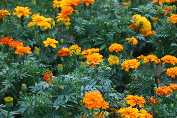 Obraz na płótnie Canvas Lots of beautiful marigold flowers in the garden