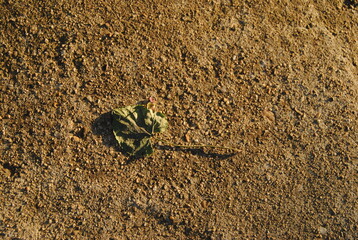 Leaf on the ground