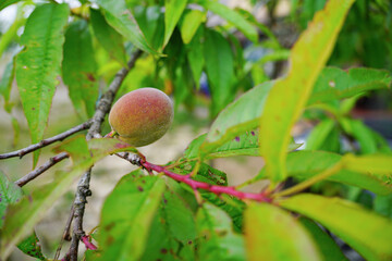 Asian green peach on the branch with lots of leaves