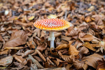 Colorful Amanita Muscaria mushrooms in dry leaves in the forest. Poisonous mushroom with a red cap with white spots.