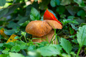 A white mushroom porcini growing in the forest on an a summer or autumn day close-up