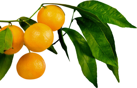 Ripe oranges on a branch