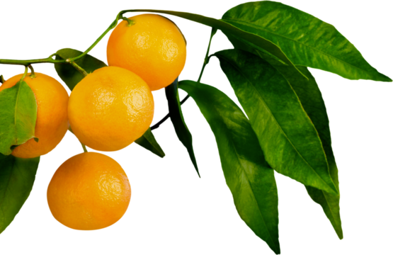 Ripe oranges on a branch