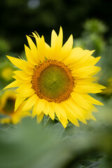 A close up photo of a sunflower in a field of sunflowers