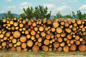 Close up background texture of log piles