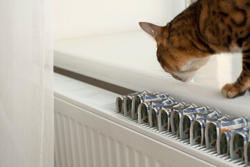Energy crisis concept. Domestic Bengal cat is heated near the radiator. Close-up.