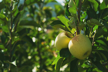 Close up shot of green apples on the branch in an apple farm.