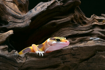 Close-up photo of a leopard gecko