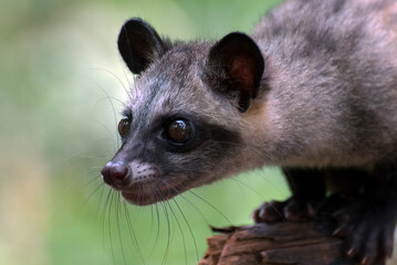 Obraz premium Close up photo of asian palm civet
