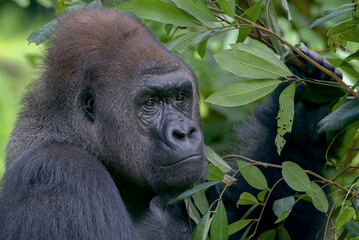 Lowland silverback gorilla in the forest