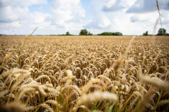 Field of wheat in the Swedish countryside