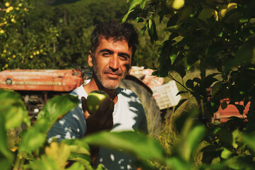 Portrait of a middle eastern holding an apple in his hand and posing in an apple orchard with a...
