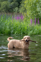 A really happy labrador dog holding a stick in a pond