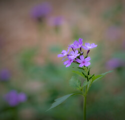 Verbena flowers