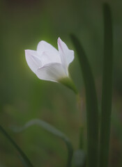 Fototapeta premium Rain lily bloom